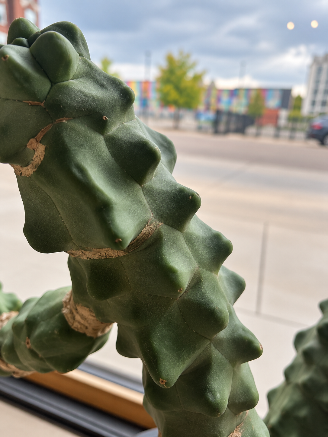 SCULPTURAL FORMS