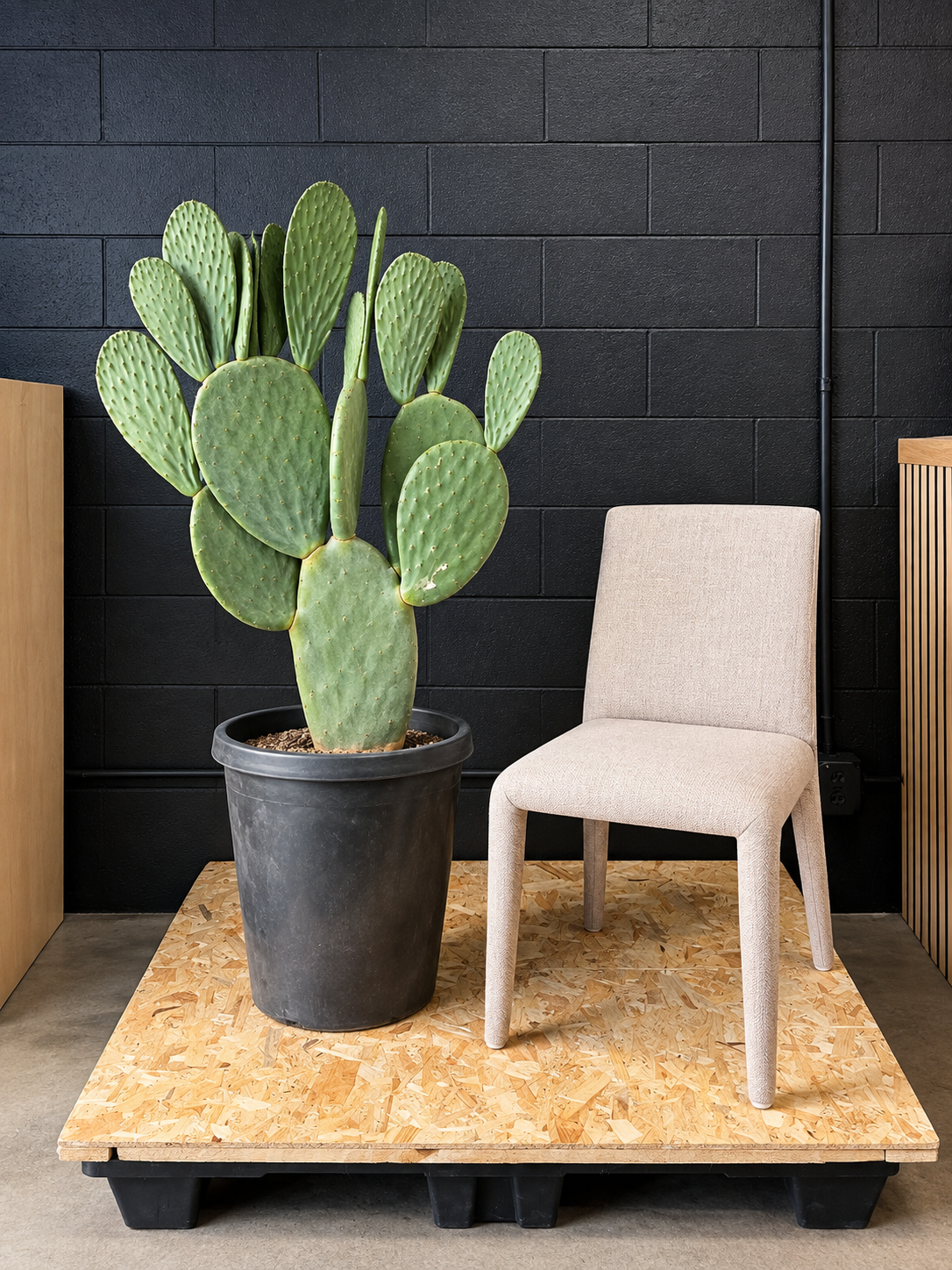 Sculptural cactus specimen