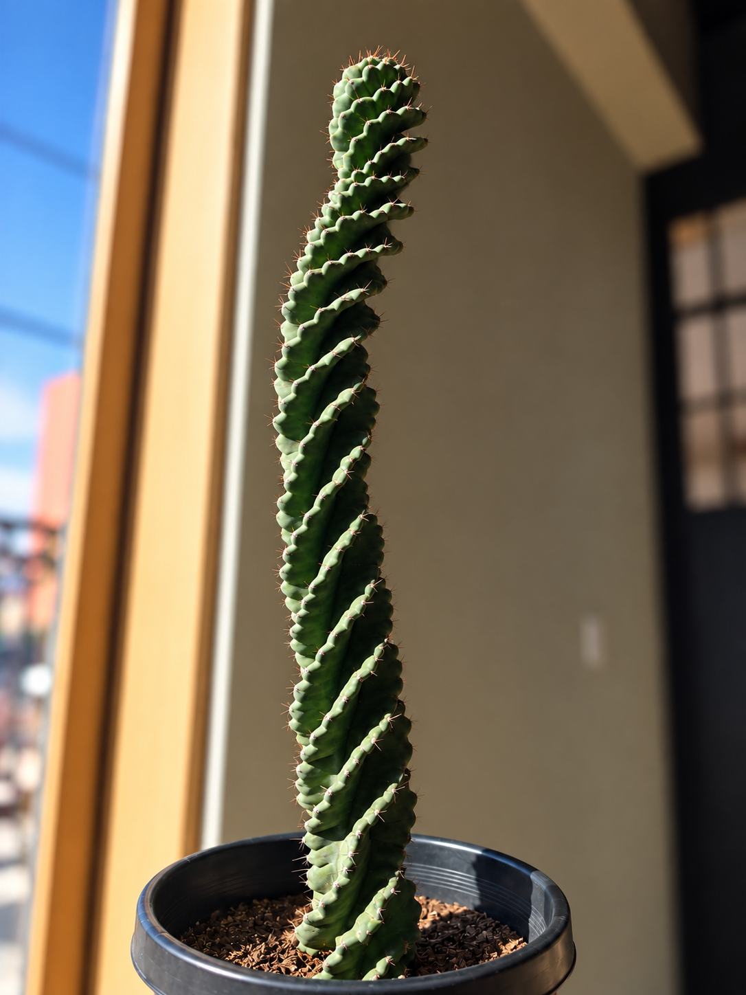 Sculptural cactus specimen